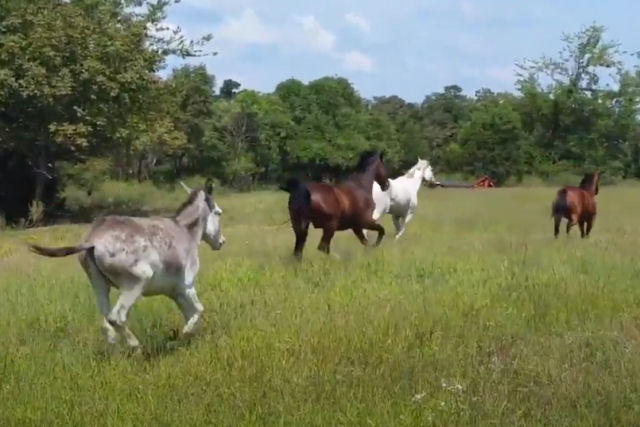 Bezerra tenta hilariamente acompanhar seus amigos equinos