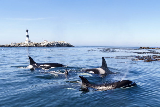 Cientistas estão desconcertados com orcas agressivas que quebram, atacam e assediam barcos