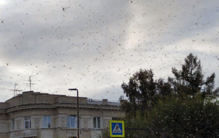 Nuvens de insetos invadem uma cidade da Sibéria