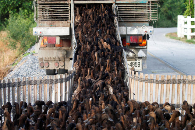 10.000 patos se dirigem a uma plantação de arroz na Tailândia para uma missão de limpeza