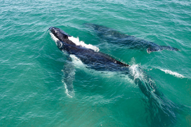 Drones registram uma 'superestrada' de migração de baleias-jubarte na Austrália