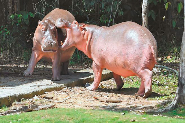 O grave problema ambiental que estão causando os hipopótamos levados a Colômbia por Pablo Escobar