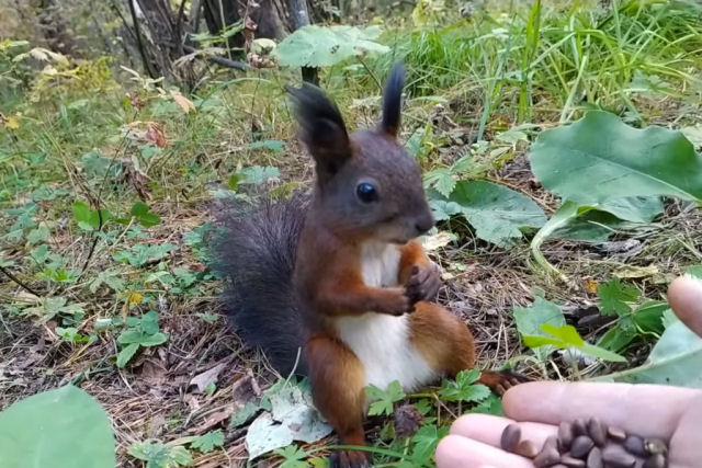 Esquilo 'trava e reiniciliza o sistema' ao receber alimento da mão de um humano