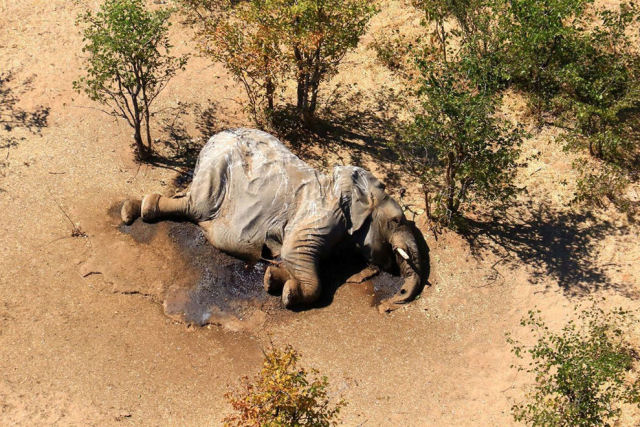 Descobrem o 'culpado' da morte de centenas de elefantes em circunstâncias misteriosas em Botswana