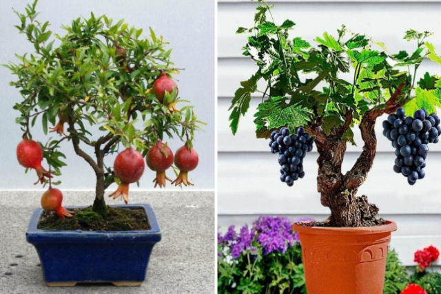 Bonsais de árvores frutíferas que você quererá ter em sua casa