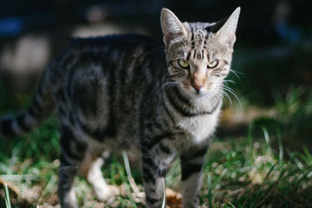 Pesquisadores põem câmeras e GPS nas coleiras de gatos e descobrem que são caçadores em potencial
