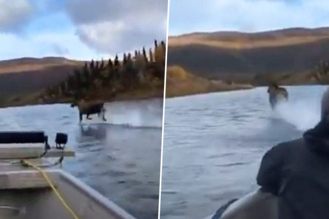 Este vídeo de um alce correndo sobre um rio é bem louco