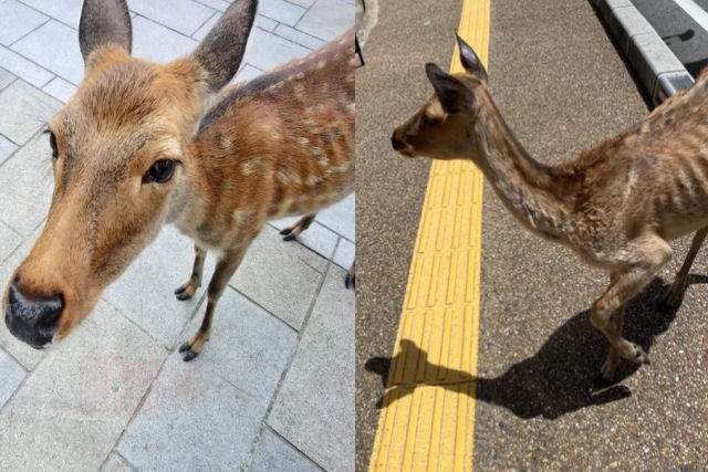 Alguns cervos de Nara estão desnutridos pela falta de turistas (têm comida, mas querem bolachas)