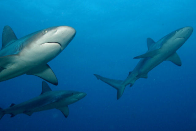 Meio milhão de tubarões poderiam morrer pela vacina contra a covid-19