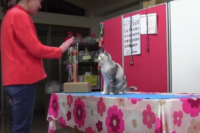 Uma gata inteligente aprendeu a copiar os movimentos humanos