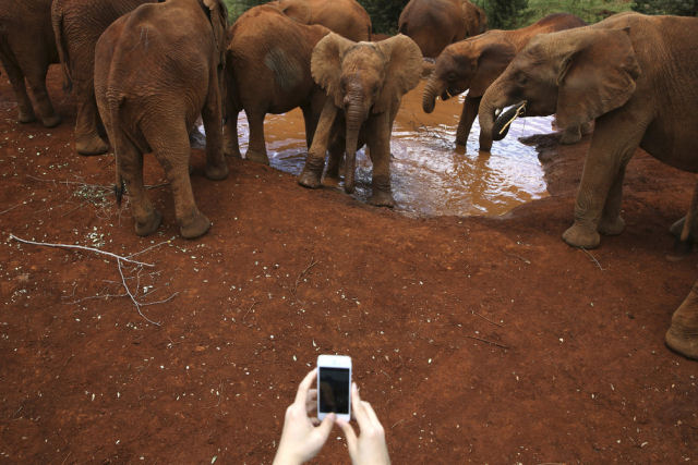 Elefante encontra um iPhone com a câmera ligada testa sua resistência