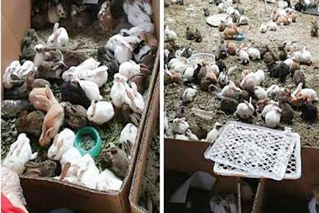 Grupo de resgate encontra mais de 5.000 cães, gatos e outros animais mortos em caixas de um depósito de logística na China