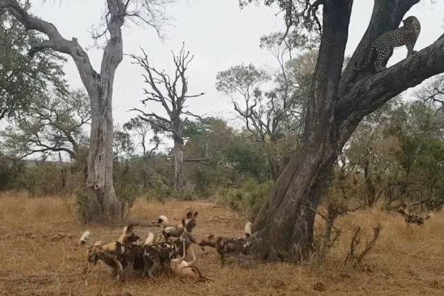 Vida Selvagem: mabecos arrebatam impala de um leopardo e são roubados por duas hienas<br />
