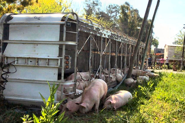 Caminhão carregado de porcos tomba na Argentina e pessoas degolam os animais em plena rua para levá-los