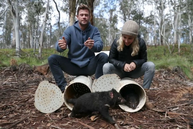 Os primeiros diabos-da-Tasmânia realizam sua histórica volta à Austrália continental