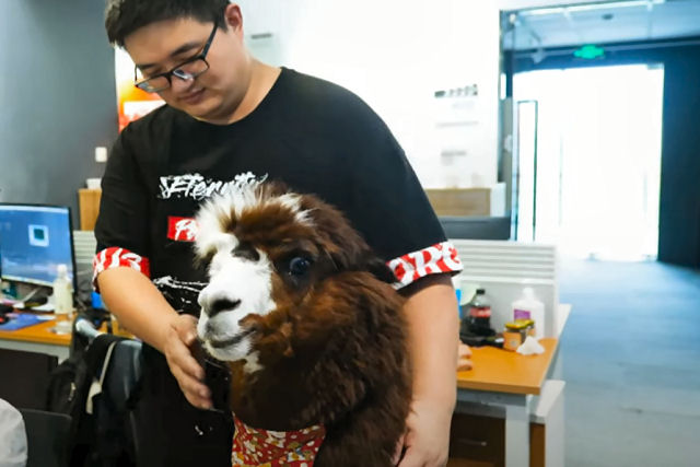 Hora da alpaca!: escritório chinês emprega o animal para entreter seus funcionários
