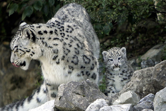 Câmera oculta revela o que faz uma leoparda com sua cria quando não tem ninguém olhando