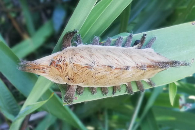 Autoridades dos EUA alertam da presença de uma lagarta peluda cuja pilosidade pode causar sintomas de choque