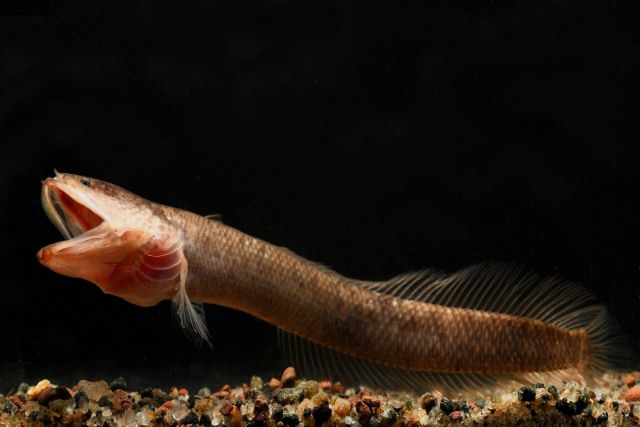 O peixe Gollum, descoberto faz um ano, resultou ser um 'fóssil vivente' da época de Gondwana