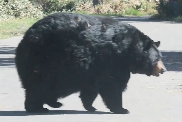 Casal encontra um urso lindamente robusto caminhando pela estrada