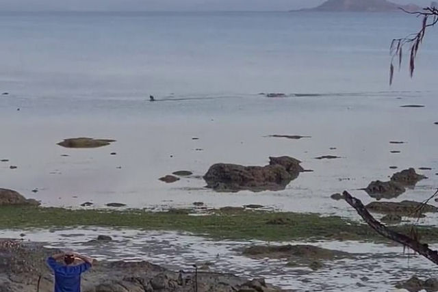 Crocodilo enorme persegue um cão na praia ante o impotente olhar de seu dono