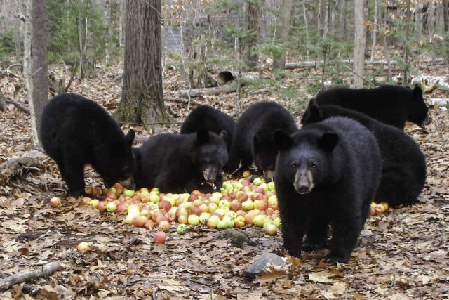 Filhotes de urso-negro órfãos emitem sons coletivos de contentamento enquanto comem uma pilha de maçãs