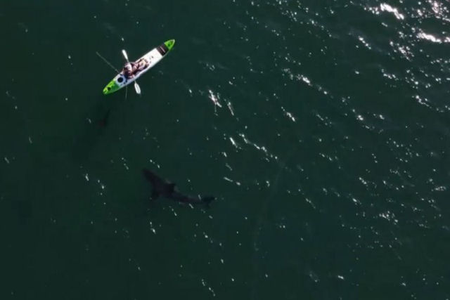 Pescador em caiaque é espreitado por um tubarão-branco gigante