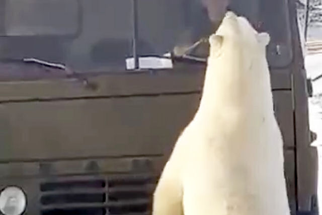 Registram o momento em que uma dúzia de ursos polares revista um caminhão no norte de Rússia