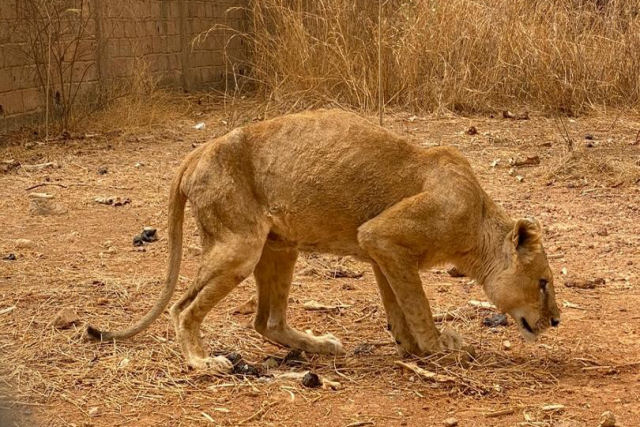 ONG encontra dezenas de animais selvagens famintos e débeis em um zoo da África