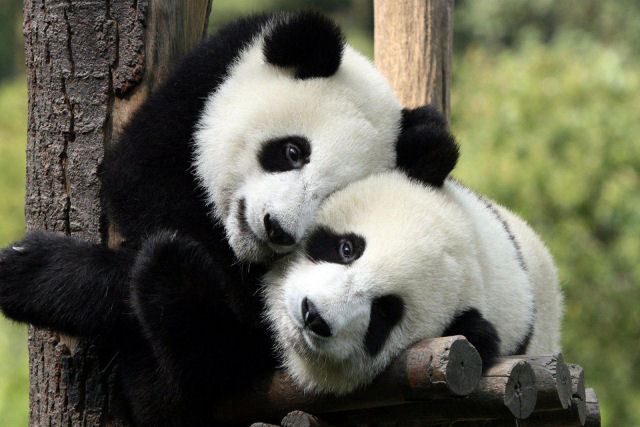 Gravam pela primeira vez o selvagem cortejo e acasalamento de pandas na natureza