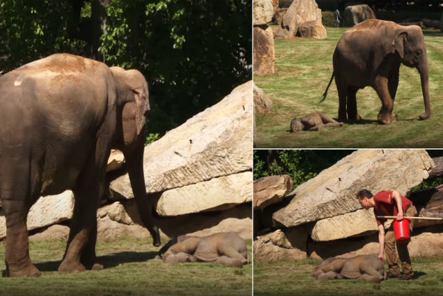 Elefantinho cai no sono profundo e deixa a mãe agoniada quando este não responde