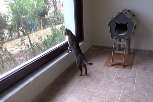 Gatos de rua são convidados a entrar pela primeira vez em uma sala construída apenas para eles