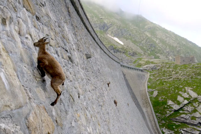 Íbex escalam a parede quase vertical de uma represa na Itália para alcançar sais minerais nutritivos
