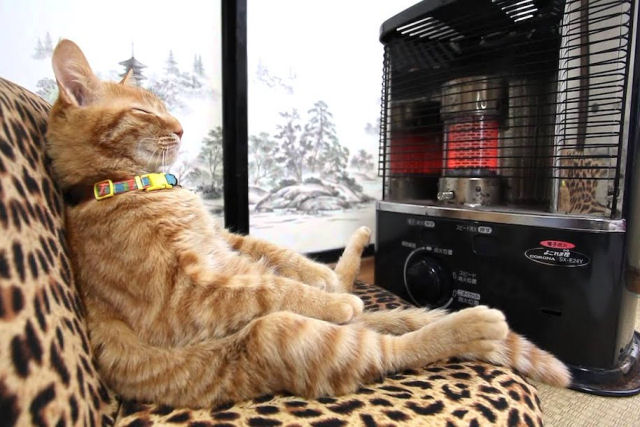 Gato relaxa sentado como um humano enquanto desfruta do calor de um aquecedor