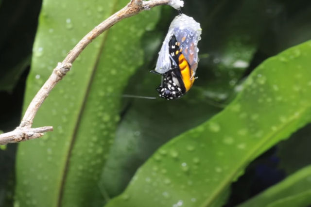 O incrível time-lapse de uma borboleta monarca emergindo de seu casulo