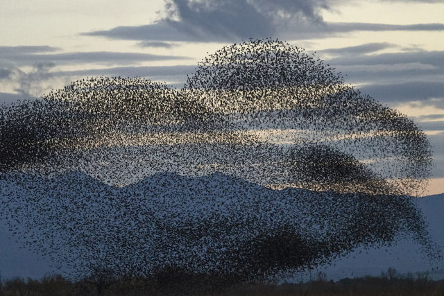 Fotógrafo registra o espetacular fenômeno do voo coordenado de milhares de estorninhos sobre os pântanos dinamarqueses