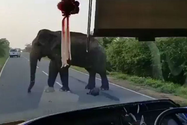 Elefante assalta um ônibus e rouba um cacho de bananas