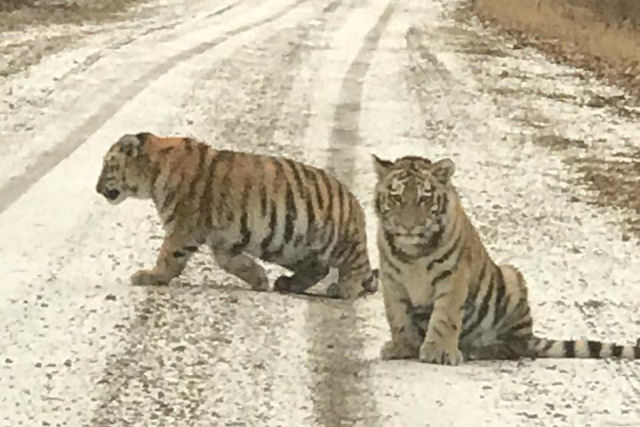 Moradores gravam raras imagens de filhotes de tigres em uma estrada do Longínquo Oriente russo