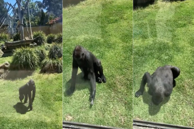 Gorila gentil tenta ajudar pássaro ferido a voar