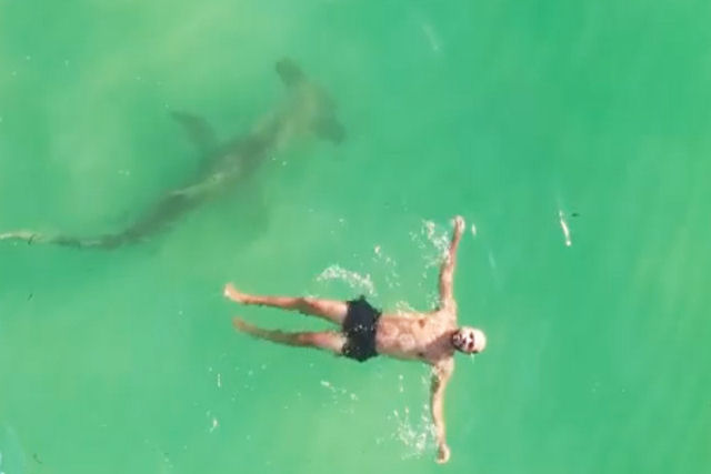 Um tubarão-martelo de 3 metros rodeia um homem que nadava placidamente de costas