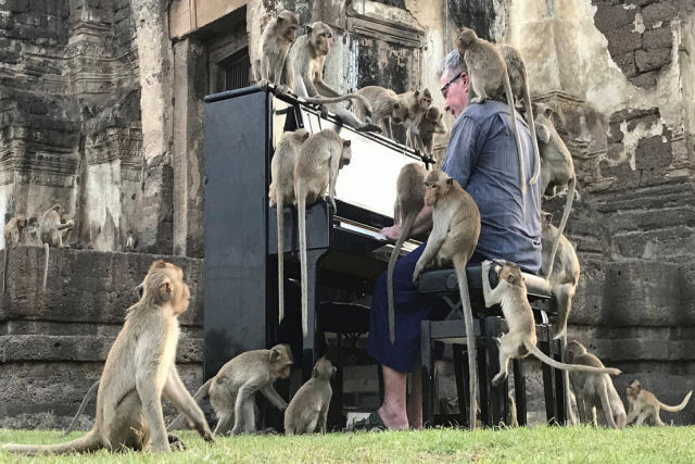 Músico toca piano para macacos em um antigo teatro abandonado na Tailândia