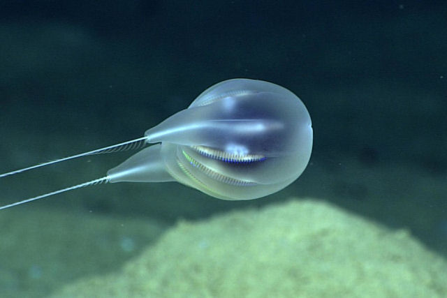 Pesquisadores encontram uma nova espécie com forma de balão graças a imagens em alta definição no fundo do oceano