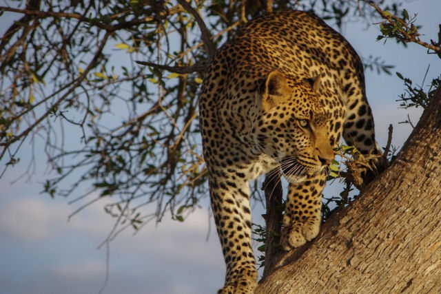 Duas leopardas, mãe e filha, se enredam em uma briga no alto de uma árvore