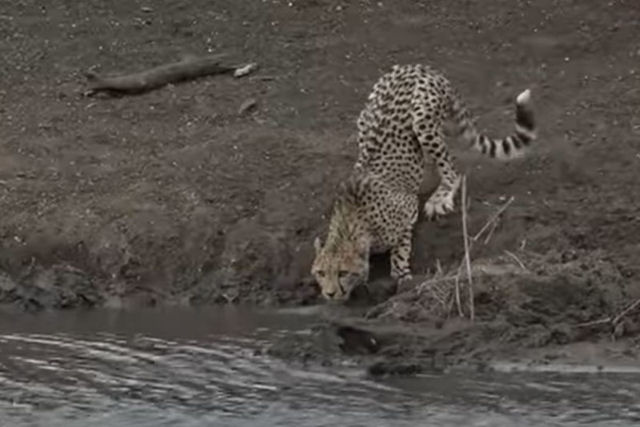 Guepardo tenta saciar sua sede e cai nas mandíbulas de um crocodilo