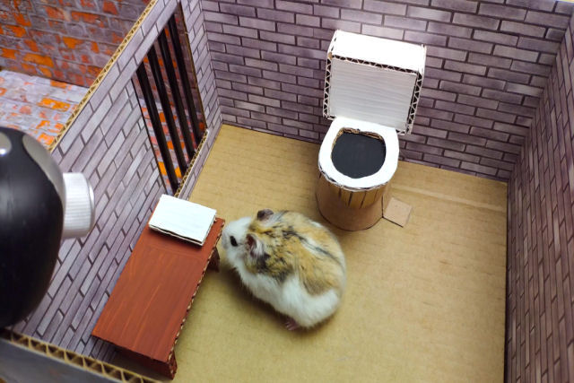 Hamster faz uma ousada fuga da prisão por meio de um labirinto cheio de obstáculos