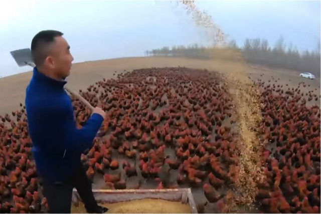 Chinês se torna celebridade na Internet criando 70.000 galinhas