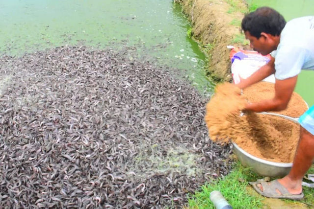 A reação de milhões de bagres quando recebem ração em cultivos indianos