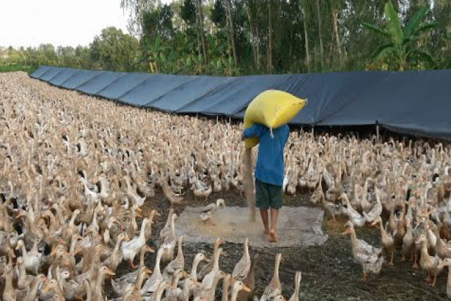 Acompanhe um dia a criação de patos no sul das Filipinas