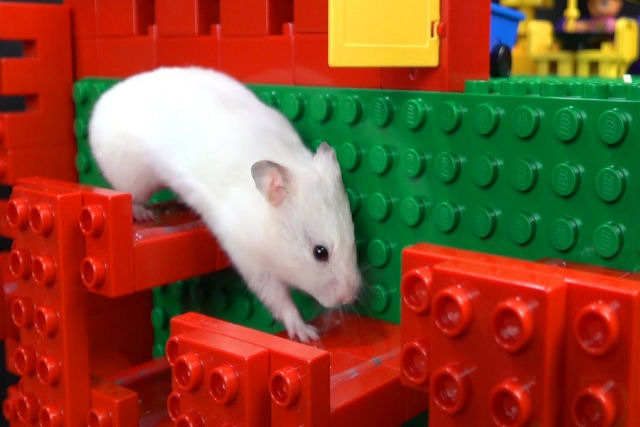 Uma muito satisfatória pista de obstáculos para hamsters