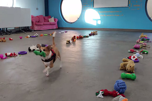Cães adotáveis escolhem seu próprio presente de Natal em fileiras de brinquedos doados